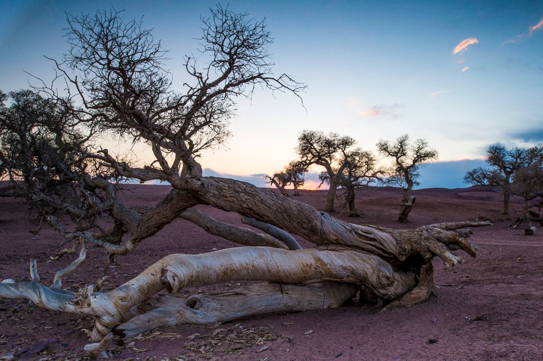 Sand dunes stretching across the Gobi Desert and a felled tree on a guided tour in Mongolia