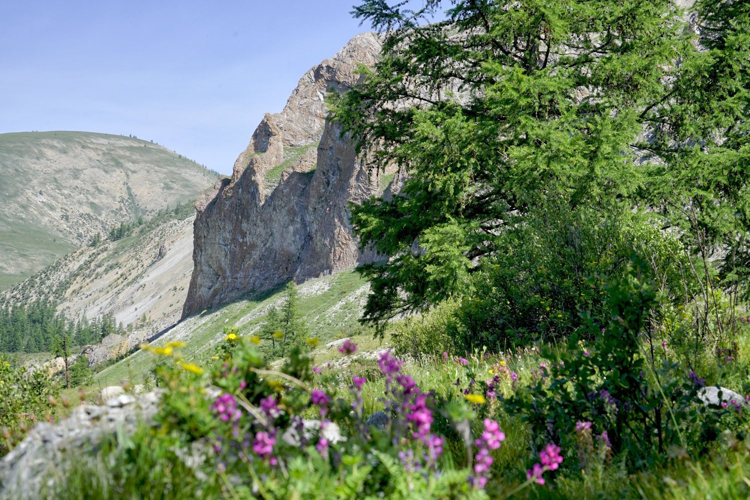 Wildflowers and larch forest below a rock face at the edge of the taiga