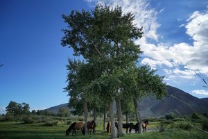 Horses sheltering under a lone tree on green pasture in Bayan-Olgii