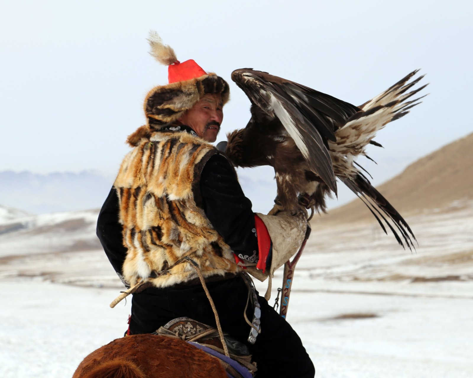 Kazakh eagle hunter in fox fur turning in the saddle as his golden eagle opens its wings on the snow
